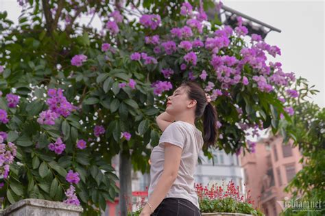 Bản đồ check in hoa bằng lăng đẹp ở Hà Nội .